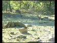 fallowdeer.wmv